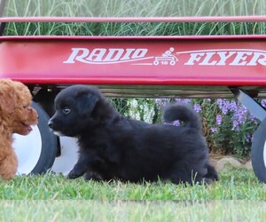 Pookimo Puppy for sale in MEMPHIS, MO, USA