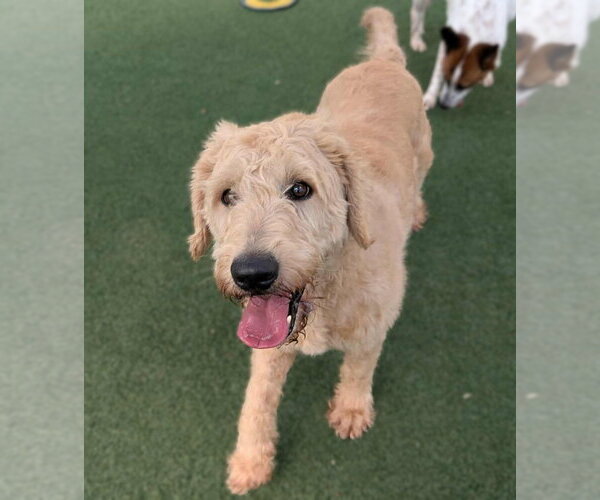 Medium Photo #3 Labradoodle Puppy For Sale in McKinney, TX, USA