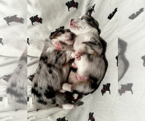 Miniature Australian Shepherd Puppy for Sale in WATERTOWN, Wisconsin USA