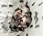 Small Photo #1 Miniature Australian Shepherd Puppy For Sale in WATERTOWN, WI, USA