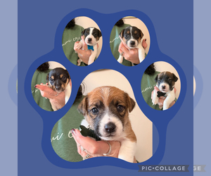Jack Russell Terrier Litter for sale in FREEMAN, MO, USA