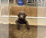 Small #7 Labrador Retriever