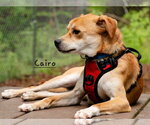 Small #2 Basenji Mix
