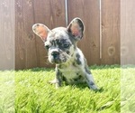 Small Photo #43 French Bulldog Puppy For Sale in TULSA, OK, USA