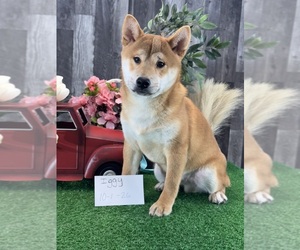 Shiba Inu Puppy for sale in CANOGA, NY, USA