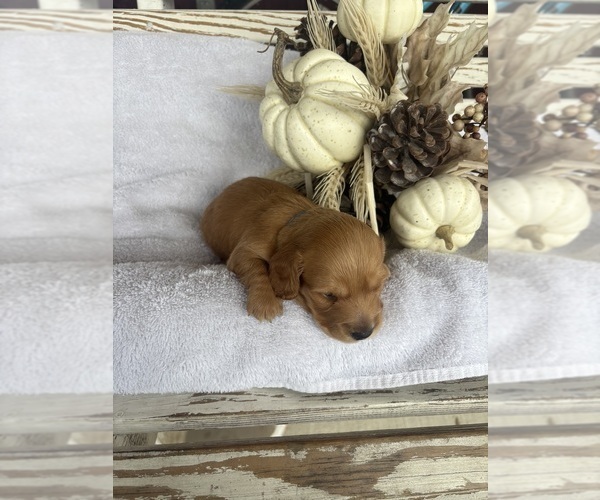 Medium Photo #4 Dachshund Puppy For Sale in MARSHFIELD, MO, USA