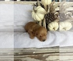 Small Photo #4 Dachshund Puppy For Sale in MARSHFIELD, MO, USA