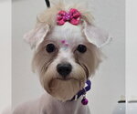 Annie May - Female Maltese-Unknown Mix Dog for Adoption - Small photo