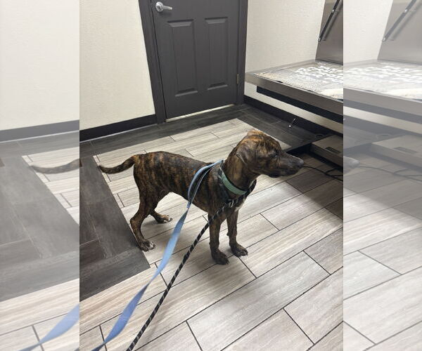 Medium Photo #8 Plott Hound Puppy For Sale in Rosenberg, TX, USA