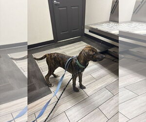 Jekyll - Male Plott Hound Dog for Adoption - Photo #8