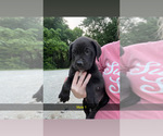 Small #1 Cane Corso