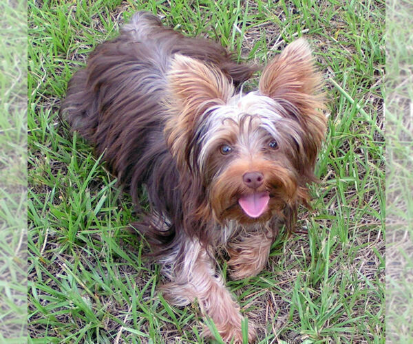 Medium Photo #1 Yorkshire Terrier Puppy For Sale in DELTONA, FL, USA