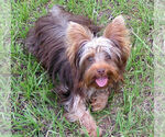 Small Photo #1 Yorkshire Terrier Puppy For Sale in DELTONA, FL, USA