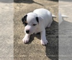 Small Photo #3 Jack Russell Terrier Puppy For Sale in MARSHALL, TX, USA