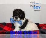 Small Photo #1 Labradoodle Puppy For Sale in WINCHESTER, KY, USA