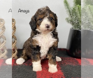 Bernedoodle Puppy for sale in GOSHEN, IN, USA
