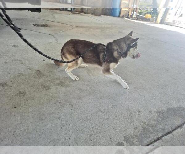 Medium Photo #1 Siberian Husky-Unknown Mix Puppy For Sale in Texas City, TX, USA