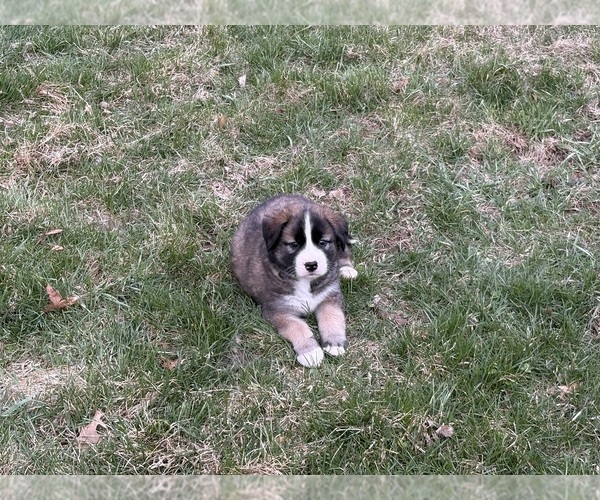 Medium Photo #18 Alaskan Husky-Saint Bernard Mix Puppy For Sale in OLIVET, MI, USA