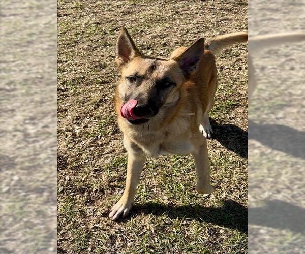 Medium Photo #2 German Shepherd Dog Puppy For Sale in Conroe, TX, USA