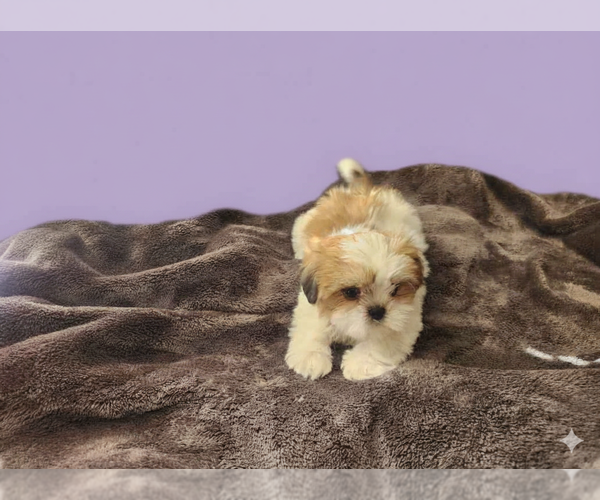 Medium Photo #2 Shih Tzu Puppy For Sale in SPRINGFIELD, MO, USA