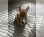 Puppy 3 French Bulldog