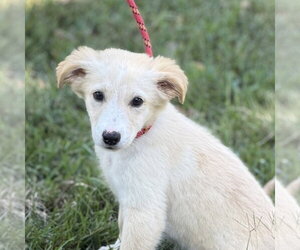 Polly - Female Mutt Dog for Adoption