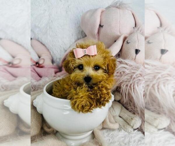 Medium Photo #21 Maltipoo Puppy For Sale in MIAMI BEACH, FL, USA