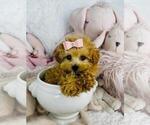 Small #20 Maltipoo