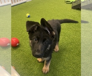 German Shepherd Dog Puppy for sale in BERKLEY, MI, USA