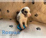 Small Photo #9 Australian Shepherd Puppy For Sale in BETHANY, CT, USA