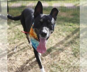 American Staffordshire Terrier-Unknown Mix Dogs for adoption in San Antonio, TX, USA