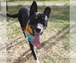 Small American Staffordshire Terrier Mix
