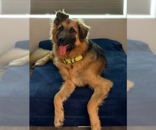 Medium Photo #1 German Shepherd Dog Puppy For Sale in New Hill, NC, USA