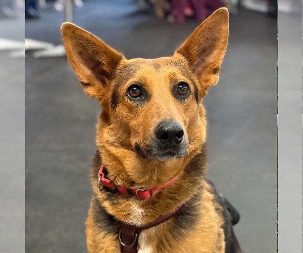 Medium Photo #26 Mutt Puppy For Sale in Canton, CT, USA