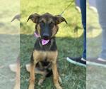 Small Photo #2 German Shepherd Dog-Unknown Mix Puppy For Sale in Visalia, CA, USA