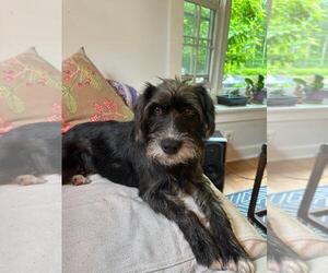 German Wirehaired Pointer-Unknown Mix Dogs for adoption in Westminster, MD, USA