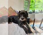 Small German Wirehaired Pointer Mix