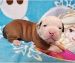 Small Photo #1 American Bulldog Puppy For Sale in MADISON, WI, USA
