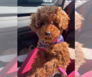 Poodle (Toy) Puppy for sale in MCDONOUGH, GA, USA