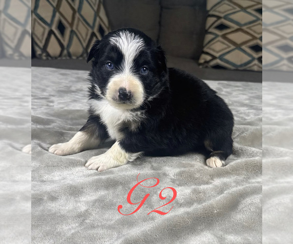 Medium Photo #29 Australian Shepherd Puppy For Sale in SALISBURY, NC, USA
