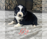 Puppy Girl 2 Australian Shepherd
