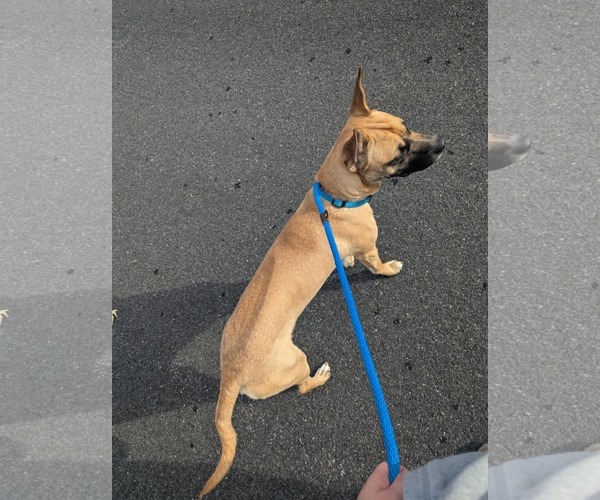 Medium Photo #3 Australian Shepherd-Unknown Mix Puppy For Sale in Mechanicsburg, PA, USA
