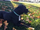 Small Photo #1 Boxer Puppy For Sale in BECKS MILLS, OH, USA