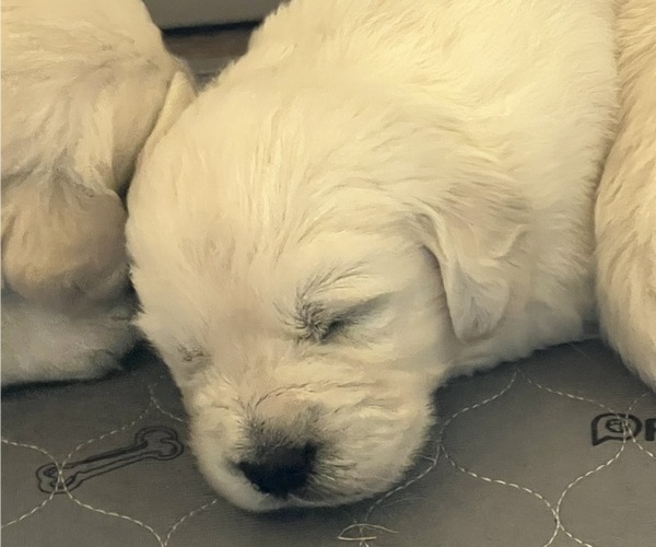 Medium Photo #1 English Cream Golden Retriever Puppy For Sale in PLYMOUTH, CA, USA