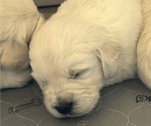 English Cream Golden Retriever Puppy for sale in PLYMOUTH, CA, USA