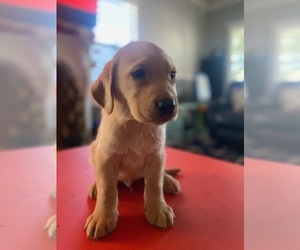 Labrador Retriever Puppy for Sale in DIAMOND, California USA