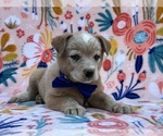 Small Photo #2 Australian Cattle Dog Puppy For Sale in LANCASTER, PA, USA