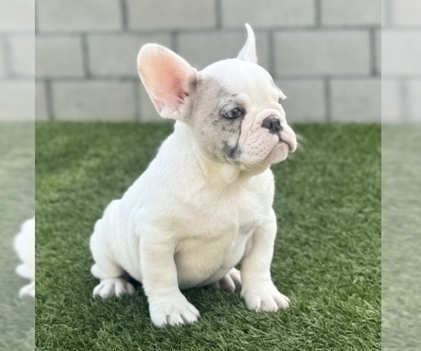 Medium Photo #5 French Bulldog Puppy For Sale in ORLANDO, FL, USA
