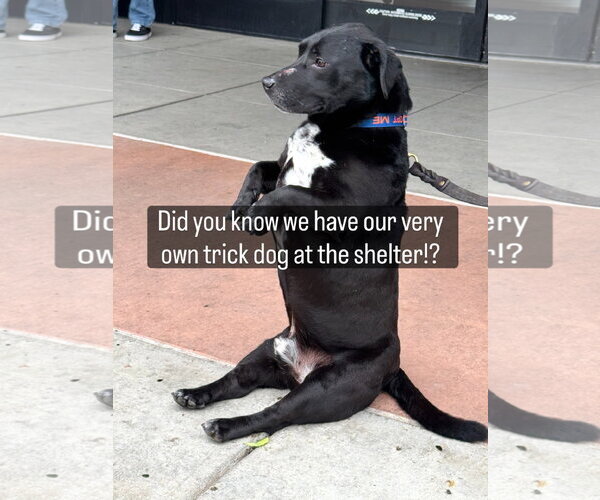 Medium Photo #1 Bassetdor Puppy For Sale in Petaluma, CA, USA