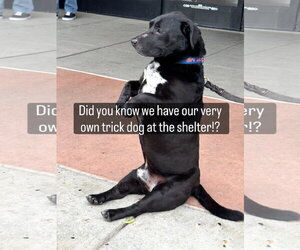 Bassetdor Dogs for adoption in Petaluma, CA, USA